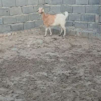 بره ماده و بزغاله  ماده