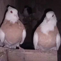 کبوتر طوقی و یال سیاه|پرنده|کازرون, |دیوار