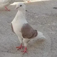 کبوتر فروشی و معاوضه با طوقی