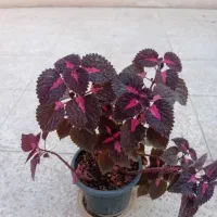 ۶تا گل حسن یوسف خوشگل در حال رشد بفروش میرسد