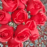گل رز هلندی 14شاخه هست نو نو