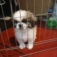 واگذاری سگ نزاد دار|سگ|پاکدشت, شهرک امام رضا|دیوار