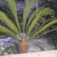 سیکاس بزرگ