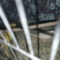 عروس هلندی مرغ عشق|پرنده|شراء, |دیوار