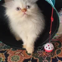 بچه گربه پرشین