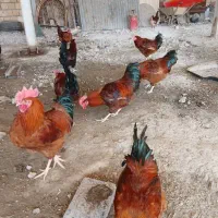 خروس محلی رسمی وسالم|حیوانات مزرعه|تنکمان, |دیوار