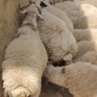 گوسفند و بره زنده