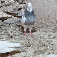 پرنده|پرنده|گتوند, |دیوار