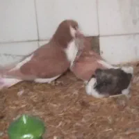 سلام‌وقت‌بخیریک‌عددکبوتر