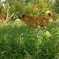 سگ نر گله ای|سگ|سمیرم, |دیوار