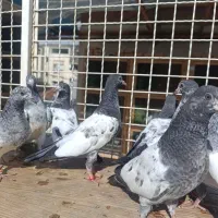 کبوتر تیدی پاکستانی|پرنده|رشت, تازه آباد|دیوار