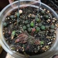 گل گیاه کاکتوس|گل و گیاه طبیعی|قم, پردیسان|دیوار