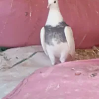 طوقی|پرنده|اسلام‌‌آباد غرب, |دیوار