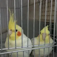 گم شده|حیوانات|شادگان, |دیوار