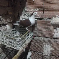 ساده سرخ|پرنده|نگین شهر, |دیوار