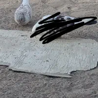 کبوتر ماده|پرنده|بندرعباس, |دیوار