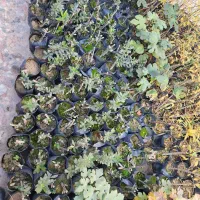 فروش نهال زیتون و انار