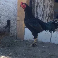 مرغ و خروس لاری