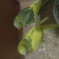 فروش 2 عدد مرغ عشق جنسیتش هنوز معلوم نیست قیمت 200