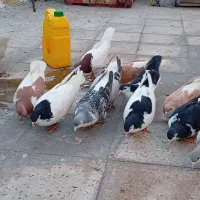 تعدادی کفتر افغانی