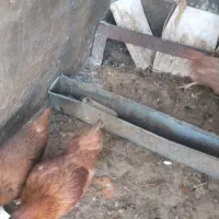 مرغ و خروس|حیوانات مزرعه|تربتحیدریه, قائم|دیوار