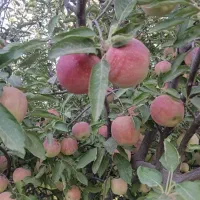 سیب قرمز