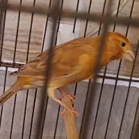 ماده قناری|پرنده|داراب, |دیوار