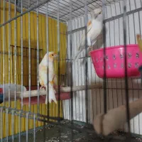 صندلی|میز و صندلی غذاخوری|فسا, |دیوار