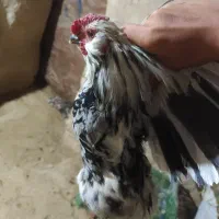 دو قطعه نیمچه خروس گلین|حیوانات مزرعه|شیرینسو, |دیوار