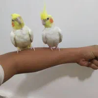 عروس نرو ماده