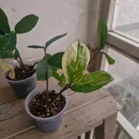 زامفولیا ابلق تایلندی|گل و گیاه طبیعی|تهران, تهرانپارس غربی|دیوار