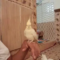 ی عدد عروس هلندی بالق