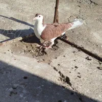 ساده سرخ ماده