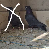 کفتر|پرنده|خرم بید, |دیوار