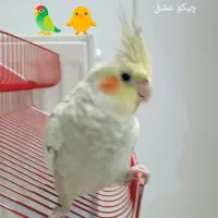 ،عروس هلندی گمشده،|پرنده|قم, باغ شازده|دیوار