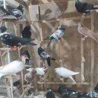 پت شاپ‌دکتر دان ،چخ کفتره رنگی و قلدور پرشی|پرنده|مشهد, کشف|دیوار