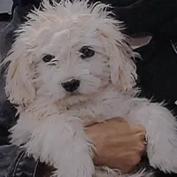 فروش سگ بدون شناسنامه