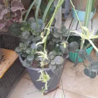 گل طبیعی.کاکتوس.حسن یوسف.قاشقی و.|گل و گیاه طبیعی|گلبهار, شهر جدید گلبهار|دیوار