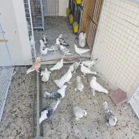 ساتن ابی بلژیکی