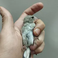 جوجه سهره