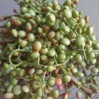 فروش بنه چه ترشی بسته بندی شده اماده فروش و ارسال