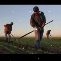 نیازمند کارگر ساده
