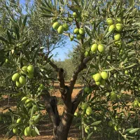 نهال زیتون کنسروی برتر،انتخاب اول باغداران حرفهای|خدمات باغبانی و درختکاری|قزوین, |دیوار