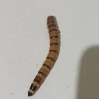 سوپر ورم زنده (بسته ۱۰ عددی)