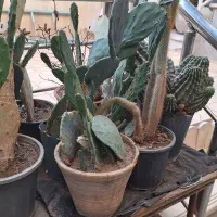 گلدان لاکی کار کرده تمیز|گل و گیاه طبیعی|نیشابور, مدرس|دیوار