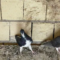 کبوتر شهری|پرنده|شیراز, شهرک والفجر|دیوار