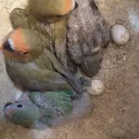 طوطی کوتوله سرلاکی|پرنده|حمیدیا, |دیوار