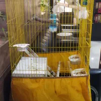 یک جفت عروس هلندی نرو ماده|پرنده|فشاپویه, |دیوار