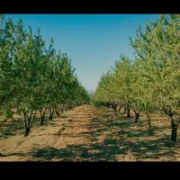 باغ با بهترین قیمت