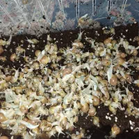 جوجه حلزون آلبینو|خزنده|ری, شهید غیوری (ابن باویه)|دیوار